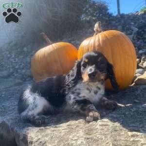Poof, Dachshund Puppy