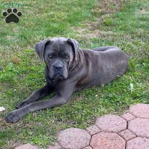 Regina, Cane Corso Puppy