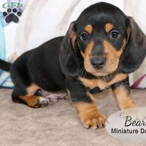 Bear, Dachshund Puppy