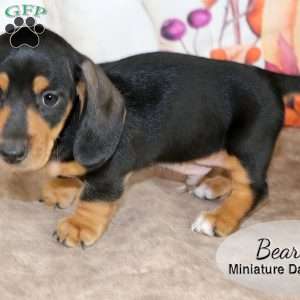 Bear, Dachshund Puppy