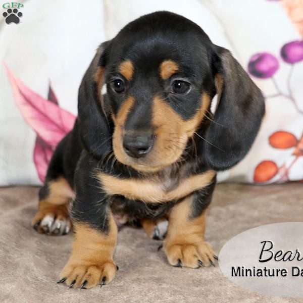 Bear, Dachshund Puppy