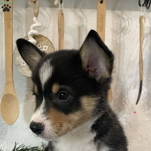 Bingle, Pembroke Welsh Corgi Puppy