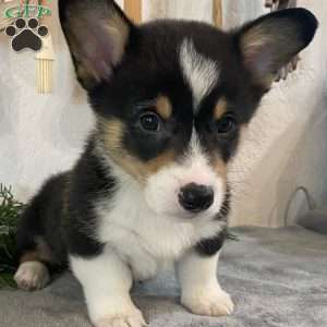 Bingle, Pembroke Welsh Corgi Puppy