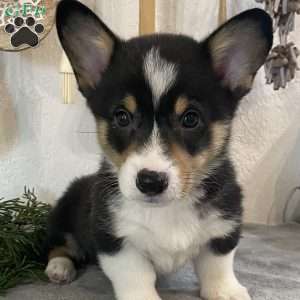 Bingle, Pembroke Welsh Corgi Puppy