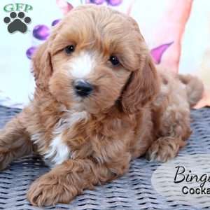 Bingo, Cockapoo Puppy