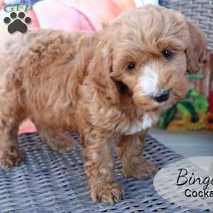 Bingo, Cockapoo Puppy