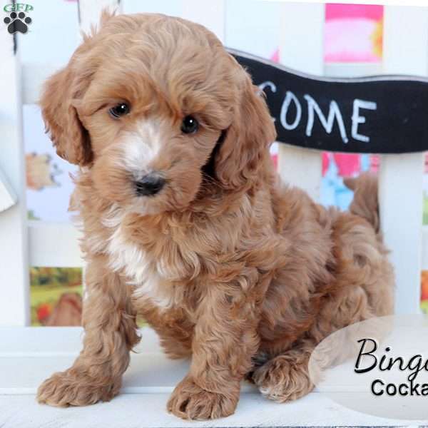 Bingo, Cockapoo Puppy