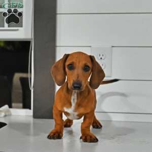 Bowswe, Dachshund Puppy