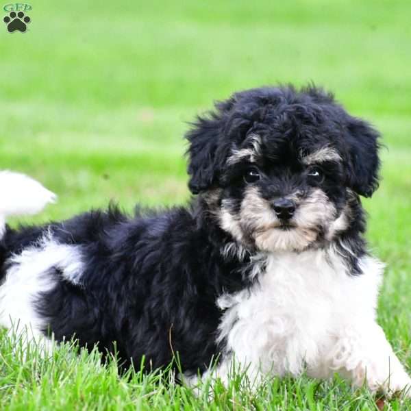 brooke, Bich-Poo Puppy