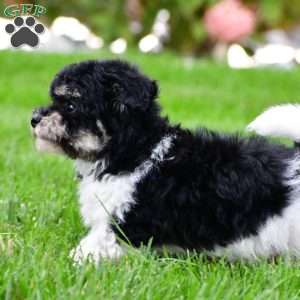 brooke, Bich-Poo Puppy