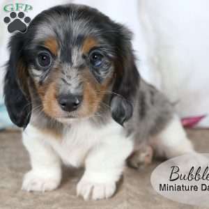 Bubbles, Dachshund Puppy