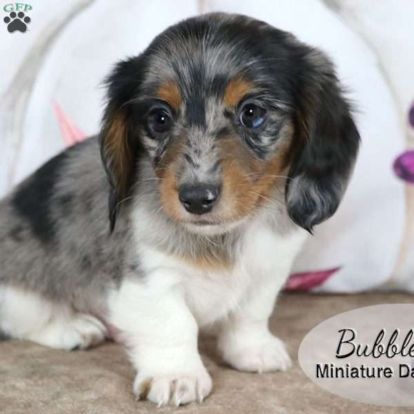 Bubbles, Dachshund Puppy