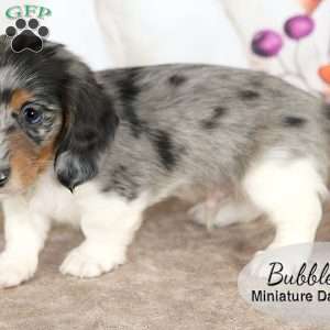 Bubbles, Dachshund Puppy