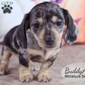 BuddyAnn, Dachshund Puppy