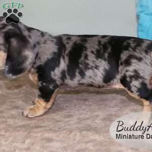 BuddyAnn, Dachshund Puppy
