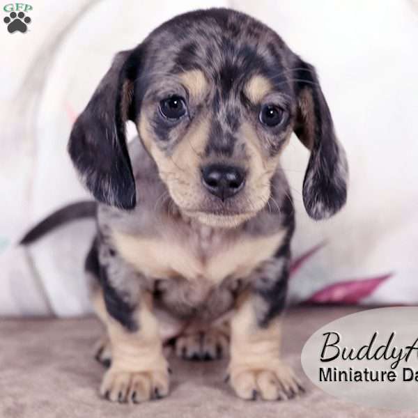 BuddyAnn, Dachshund Puppy