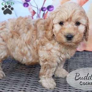 Buddy, Cockapoo Puppy
