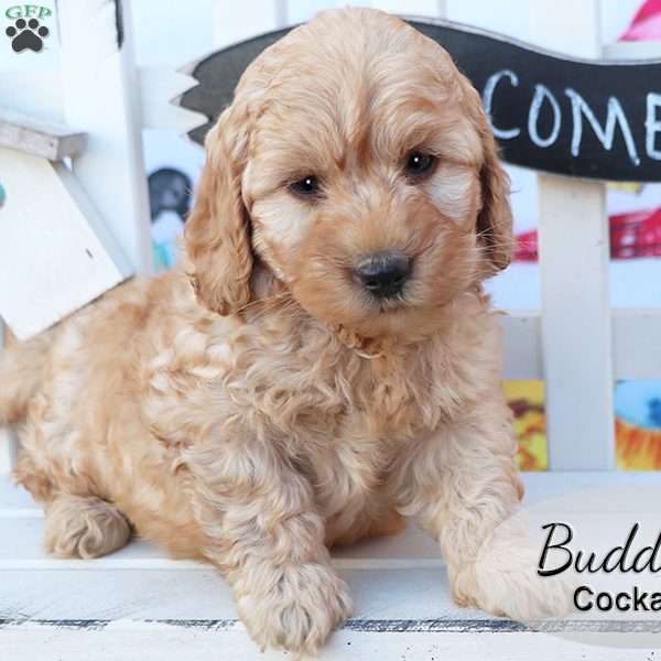Buddy, Cockapoo Puppy