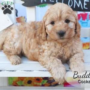 Buddy, Cockapoo Puppy