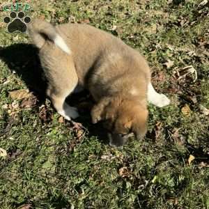 Rylei, Akita Puppy