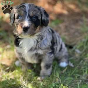 Toby, Mini Bernedoodle Puppy