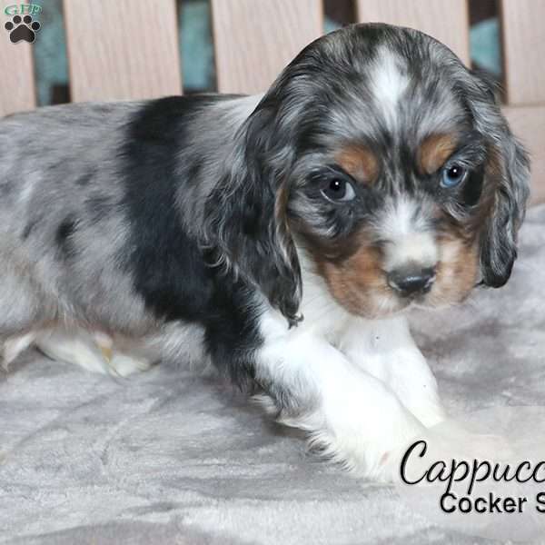 Cappuccino, Cocker Spaniel Puppy