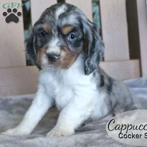 Cappuccino, Cocker Spaniel Puppy