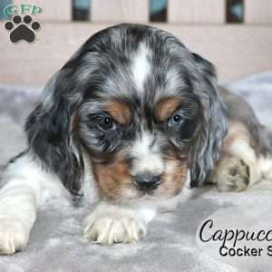 Cappuccino, Cocker Spaniel Puppy
