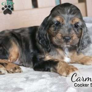 Carmel, Cocker Spaniel Puppy