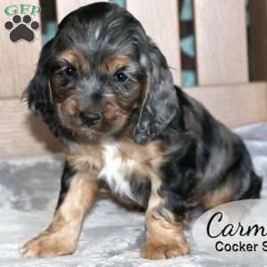 Carmel, Cocker Spaniel Puppy