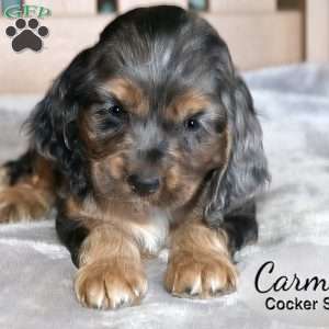Carmel, Cocker Spaniel Puppy