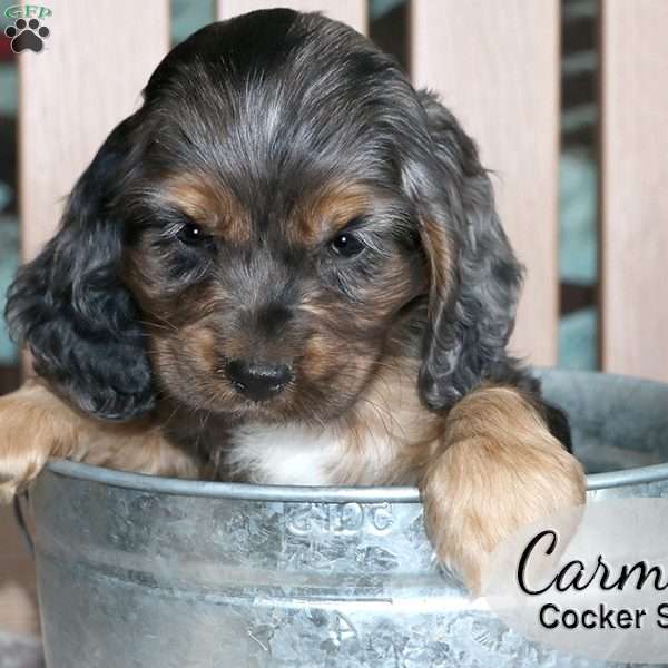 Carmel, Cocker Spaniel Puppy