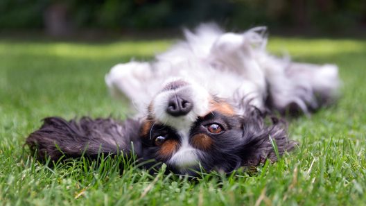 How to Keep Flies Off Your Dog