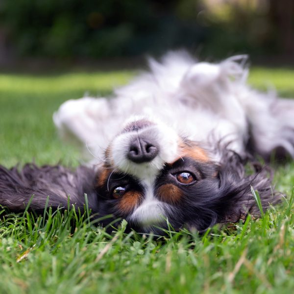 cavalier king charles spaniel lying on their back in grass