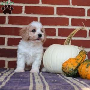 Alice, Cavachon Puppy