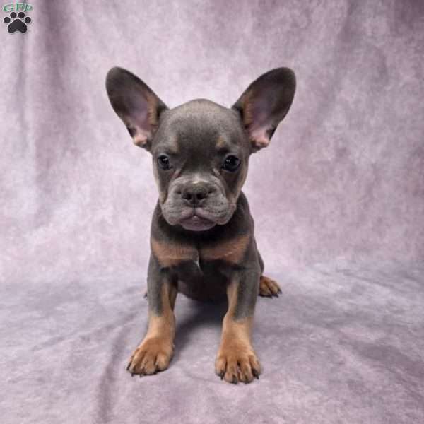 Calvin, French Bulldog Puppy