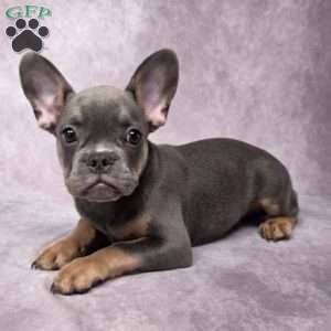 Calvin, French Bulldog Puppy