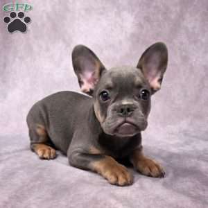 Calvin, French Bulldog Puppy
