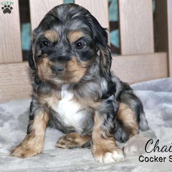 Chai, Cocker Spaniel Puppy