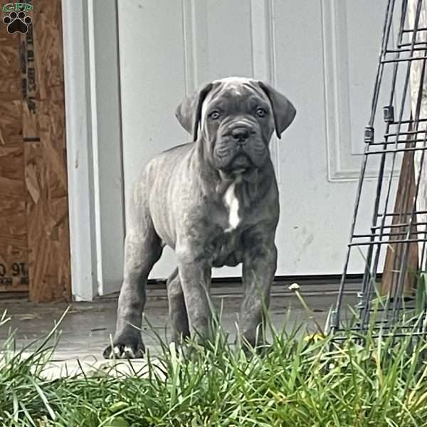 Champ, Cane Corso Puppy