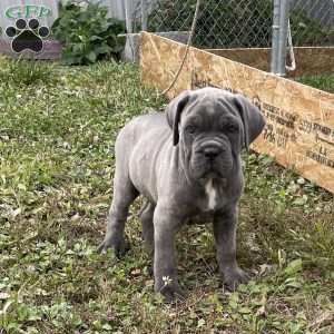 Champ, Cane Corso Puppy