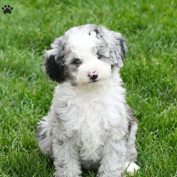 Charles, Mini Sheepadoodle Puppy