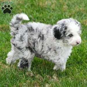 Charles, Mini Sheepadoodle Puppy