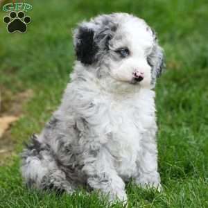 Charles, Mini Sheepadoodle Puppy