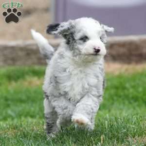Charles, Mini Sheepadoodle Puppy