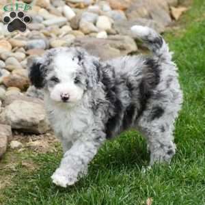 Charles, Mini Sheepadoodle Puppy