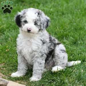 Charles, Mini Sheepadoodle Puppy