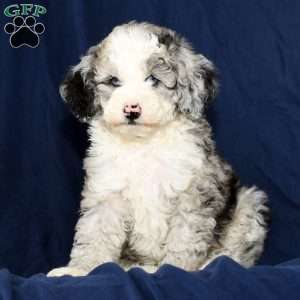 Charles, Mini Sheepadoodle Puppy
