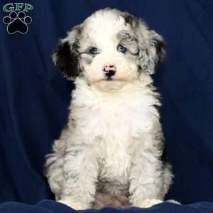 Charles, Mini Sheepadoodle Puppy