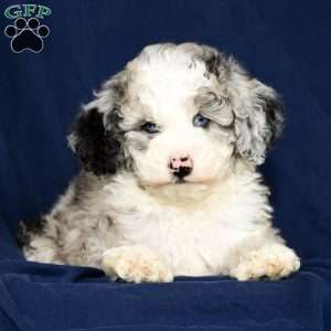 Charles, Mini Sheepadoodle Puppy